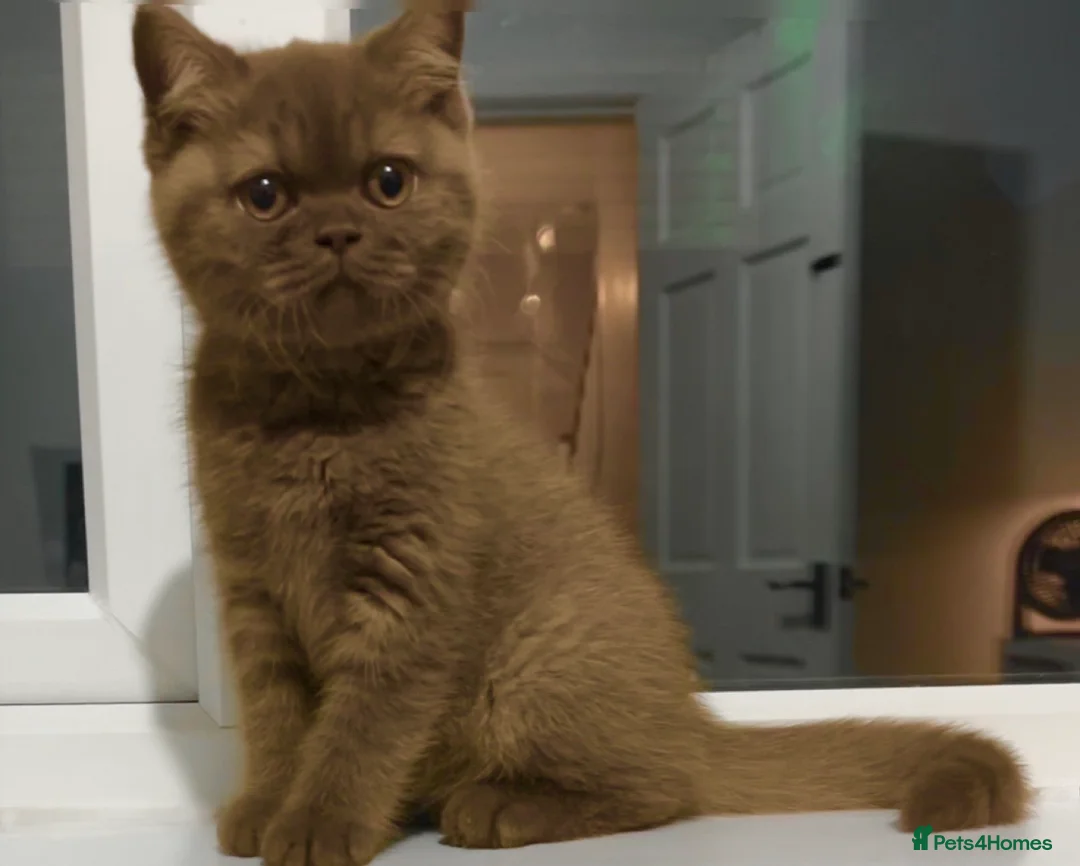 British Shorthair cats for sale: Chocolate British shorthair female - Advert 4