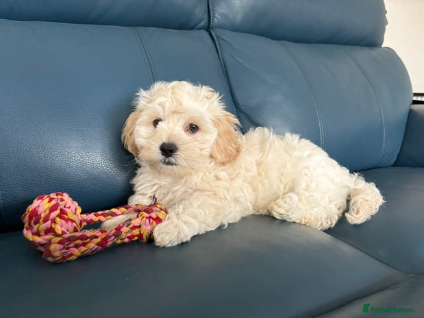 Mixed Breed dogs - Advert 1