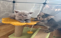 British Shorthair cats for sale: Pedigree British shorthair kittens ready in 2 week - Image 2