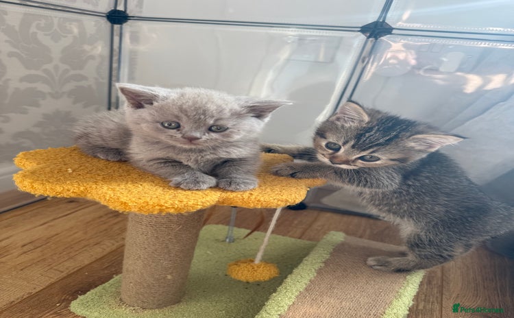 British Shorthair cats - Advert 2
