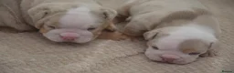 English Bulldog dogs for sale: 5 ⭐️ English Bulldogs  - Advert 10