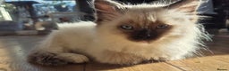 Ragdoll cats for sale: Beautiful Ragdoll Kittens, GCCF & Tica Registered - Advert 14