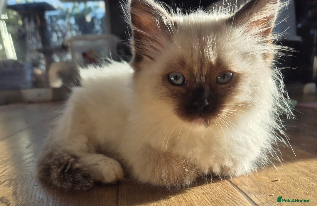 Ragdoll cats for sale: Beautiful Ragdoll Kittens, GCCF & Tica Registered - Advert 14