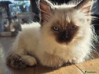 Ragdoll cats Beautiful Ragdoll Kittens, GCCF & Tica Registered - Advert 3