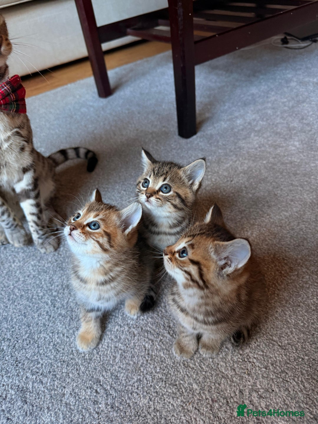 Mixed Breed cats for sale: Beautiful Ragdoll Bengal Cross Kittens - Advert 8