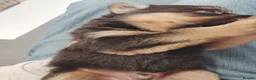 Shepsky dogs for sale: German Shepherd pups - Advert 26