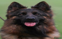 German Shepherd dogs for sale: Stunning German Shepherd Long hair puppies 🥰🔥 - Image 12