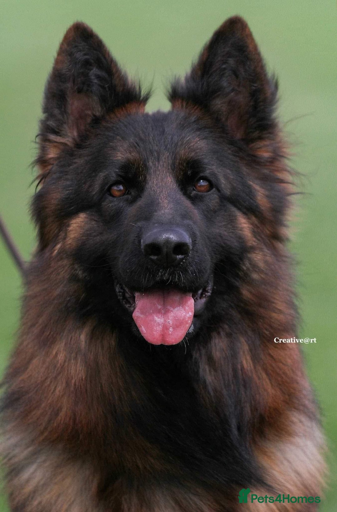 German Shepherd dogs for sale: Stunning German Shepherd Long hair puppies 🥰🔥 - Image 12