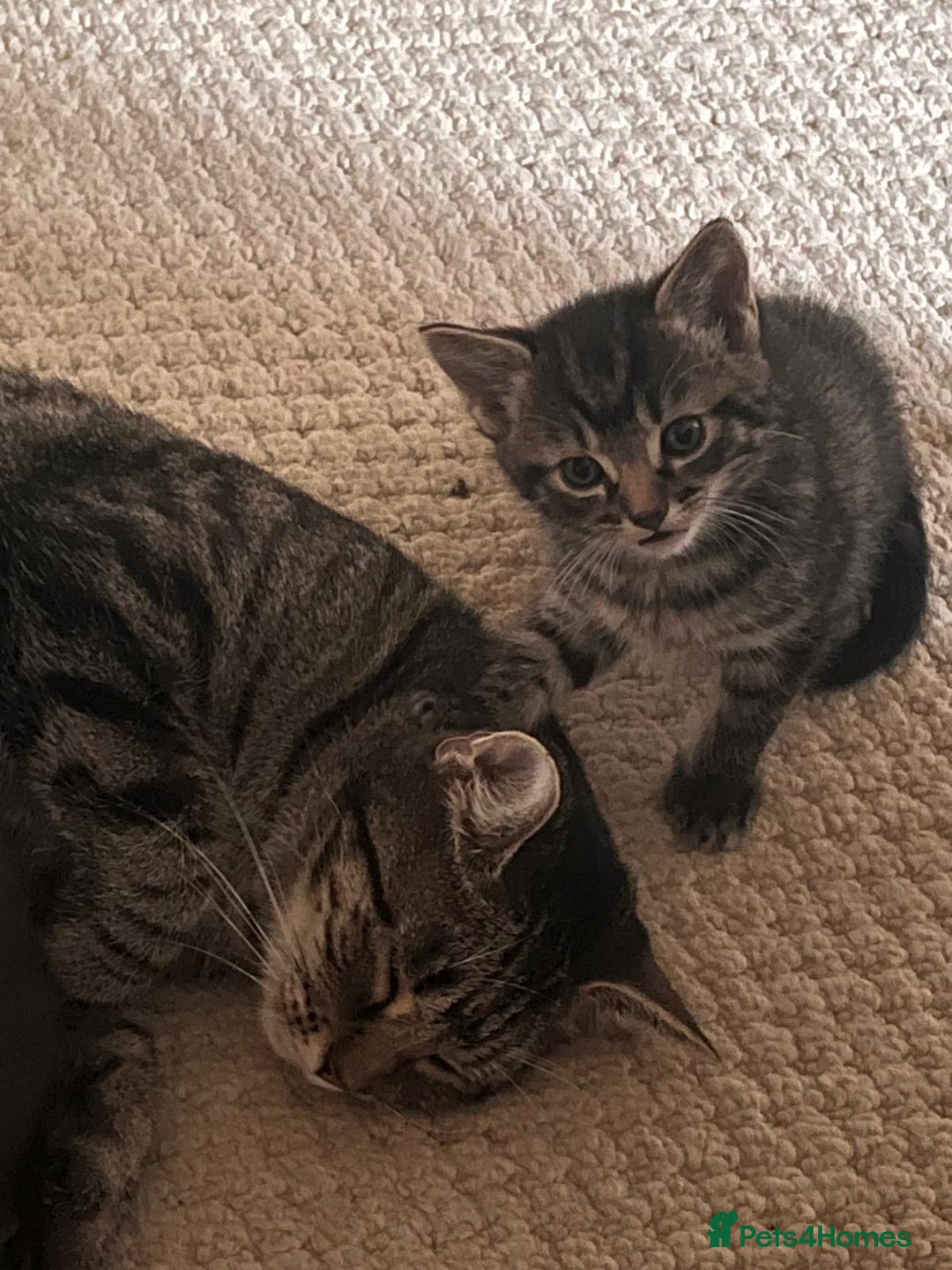 Maine Coon cats for sale: Maincoon X Bengal Tabby beautiful markings - Image 5