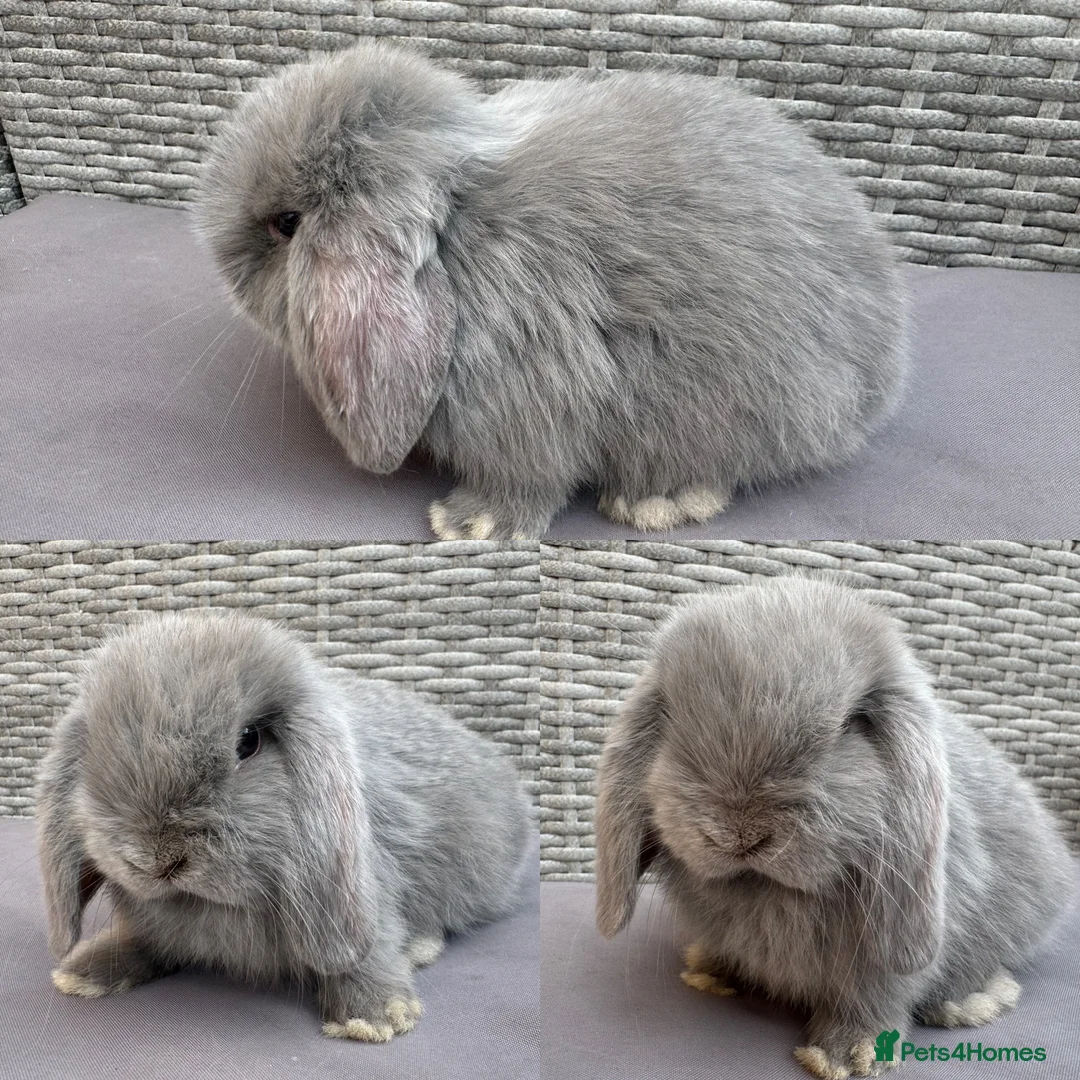 Mini Lop rabbits for sale: Pure mini lops - Advert 5