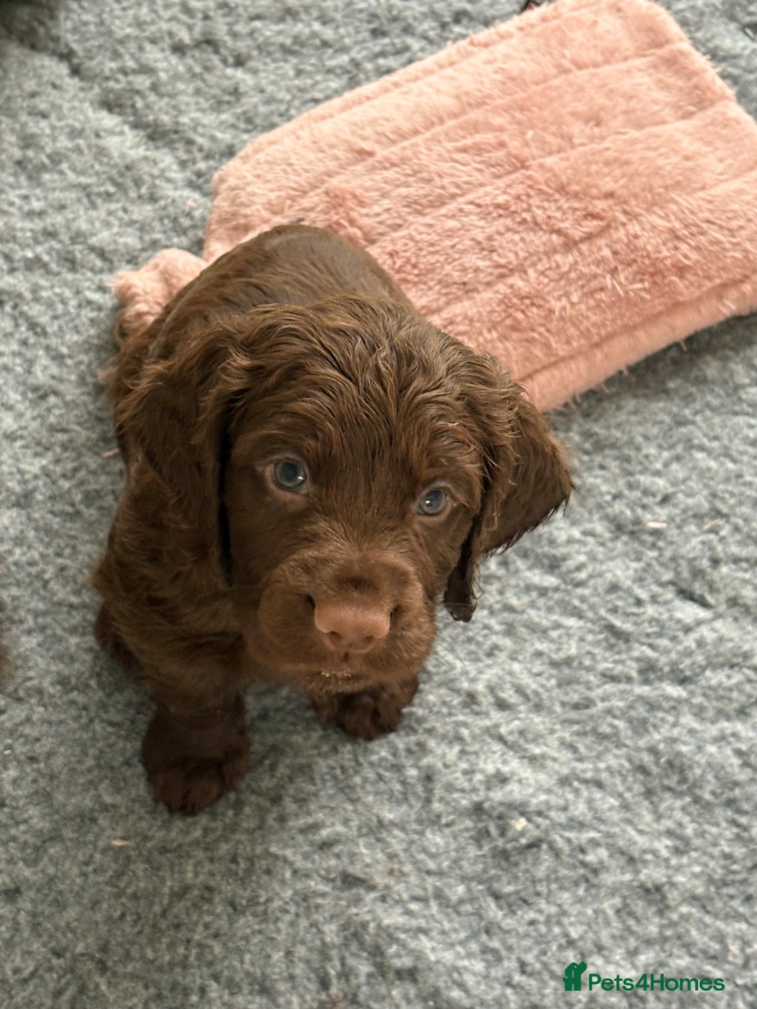 Cocker Spaniel dogs for sale: Two beautiful boy working cocker spaniels left - Advert 8