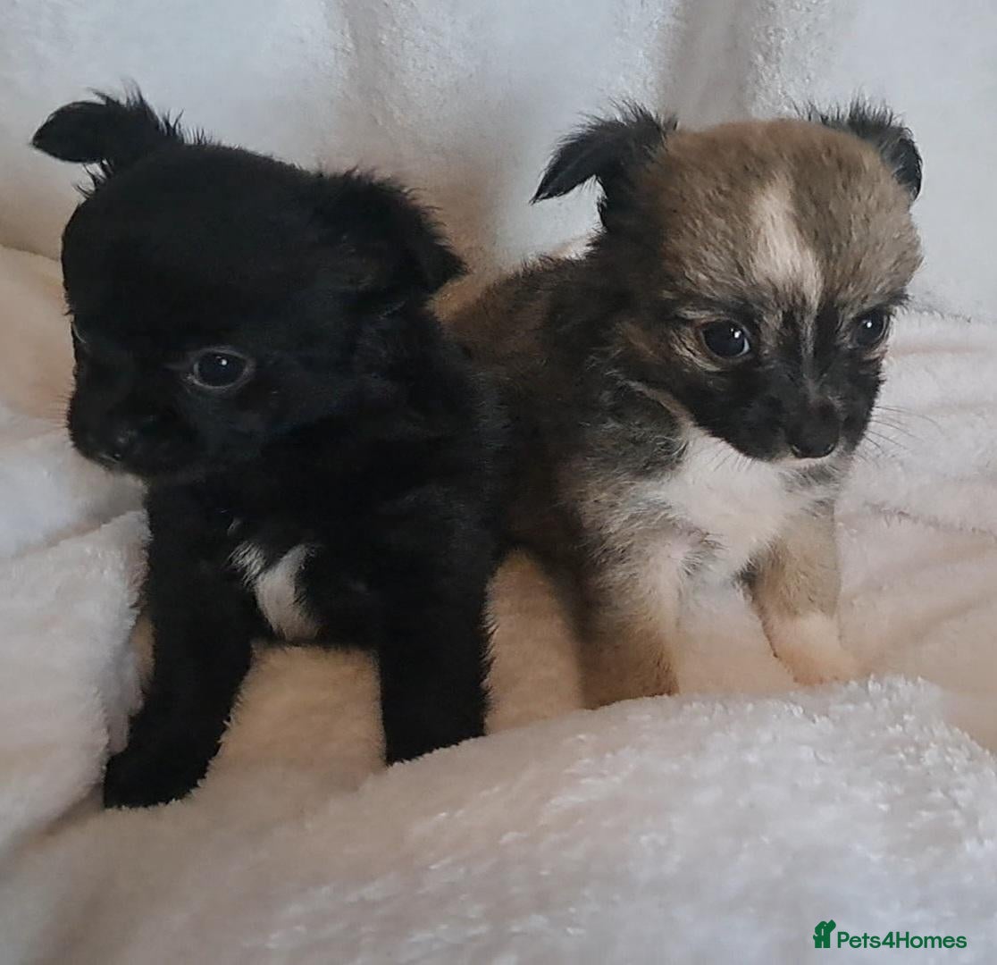 Chihuahua dogs Long Coat Chihuahua puppies - Advert 19