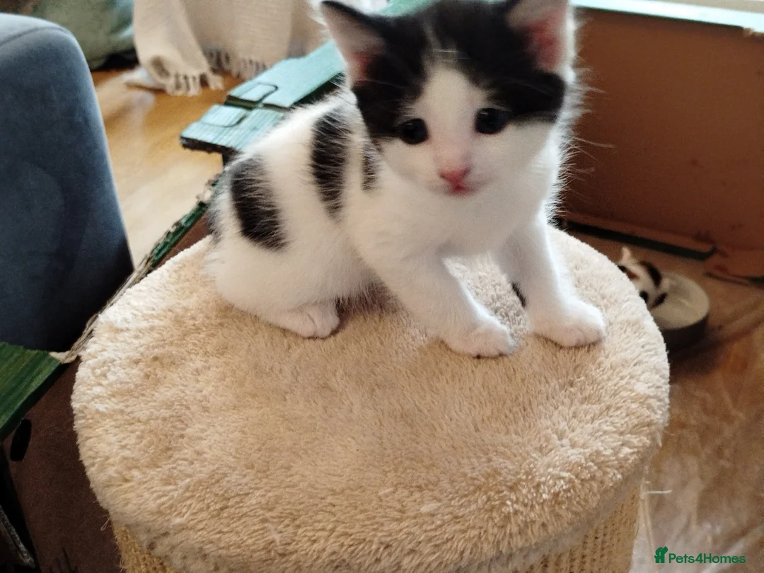 British Shorthair cats for sale: Male kitten ready to home,  cute & very sweet  - Advert 2