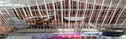 Canaries birds for sale: IP24 2jp hood way Thetford  in Thetford - Advert 5
