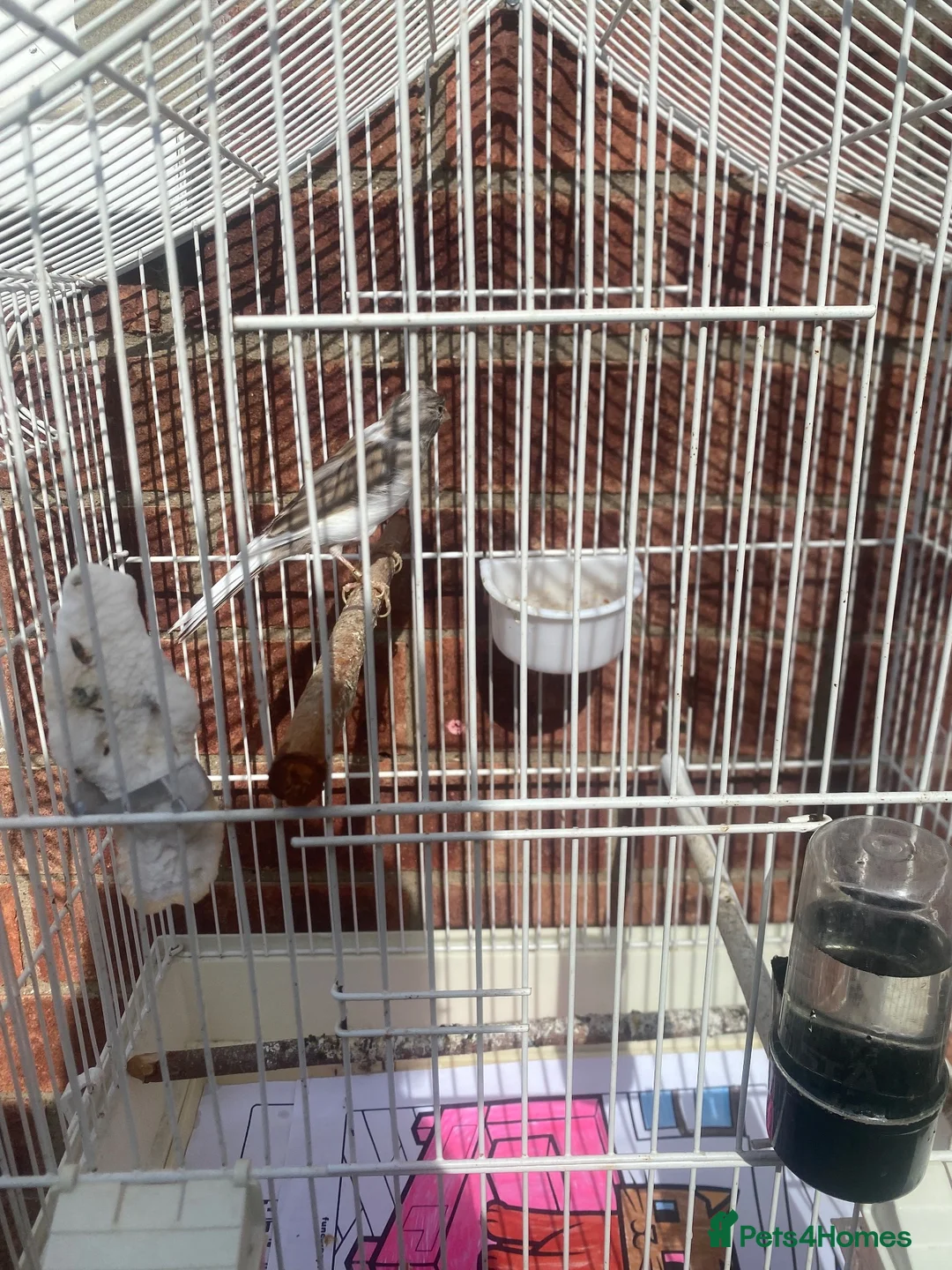 Canaries birds for sale: IP24 2jp hood way Thetford  in Thetford - Advert 5