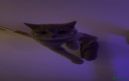 British Shorthair cats for sale: missy! grey british short hair. - Image 6