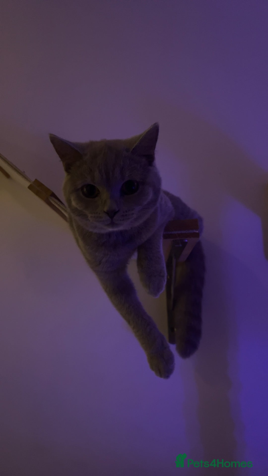 British Shorthair cats for sale: missy! grey british short hair. - Image 6