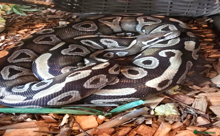 Python Snake reptiles - Advert 5
