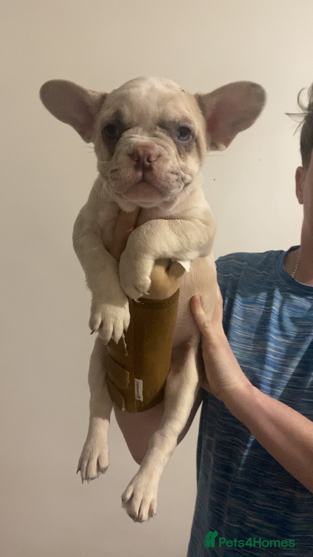 French Bulldog dogs 🐾ready to leave. 2 left   - French Bulldog ❤️  - Advert 13
