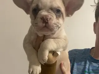 French Bulldog dogs 🐾ready to leave. 2 left - French Bulldog ❤️ - Advert 13
