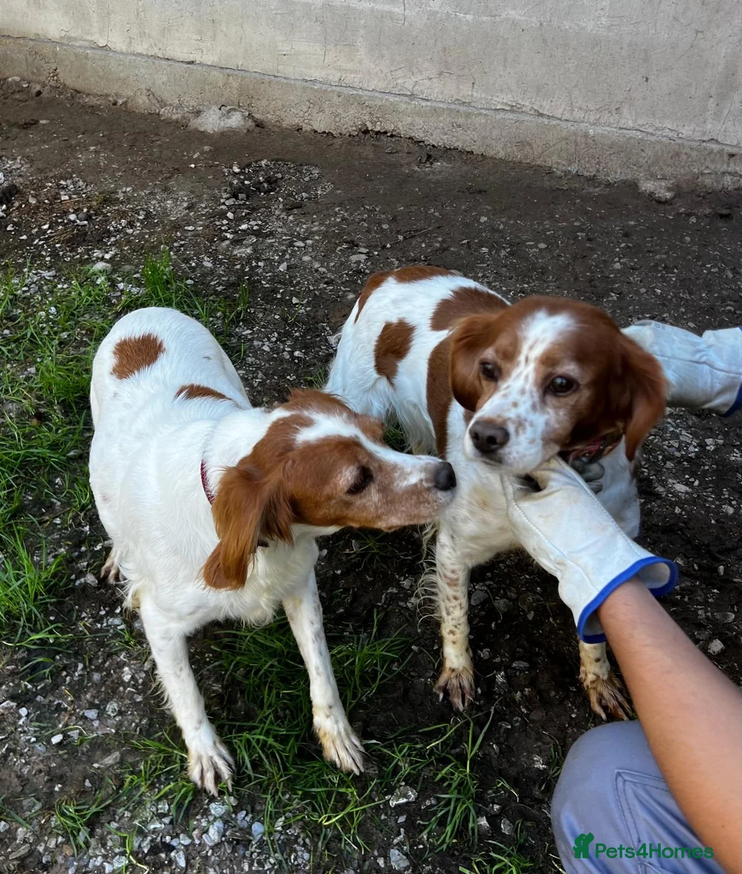 Brittany Spaniel dogs for adoption: Unique in Alfreton - Advert 2