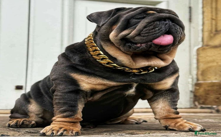 English Bulldog dogs - Advert 5