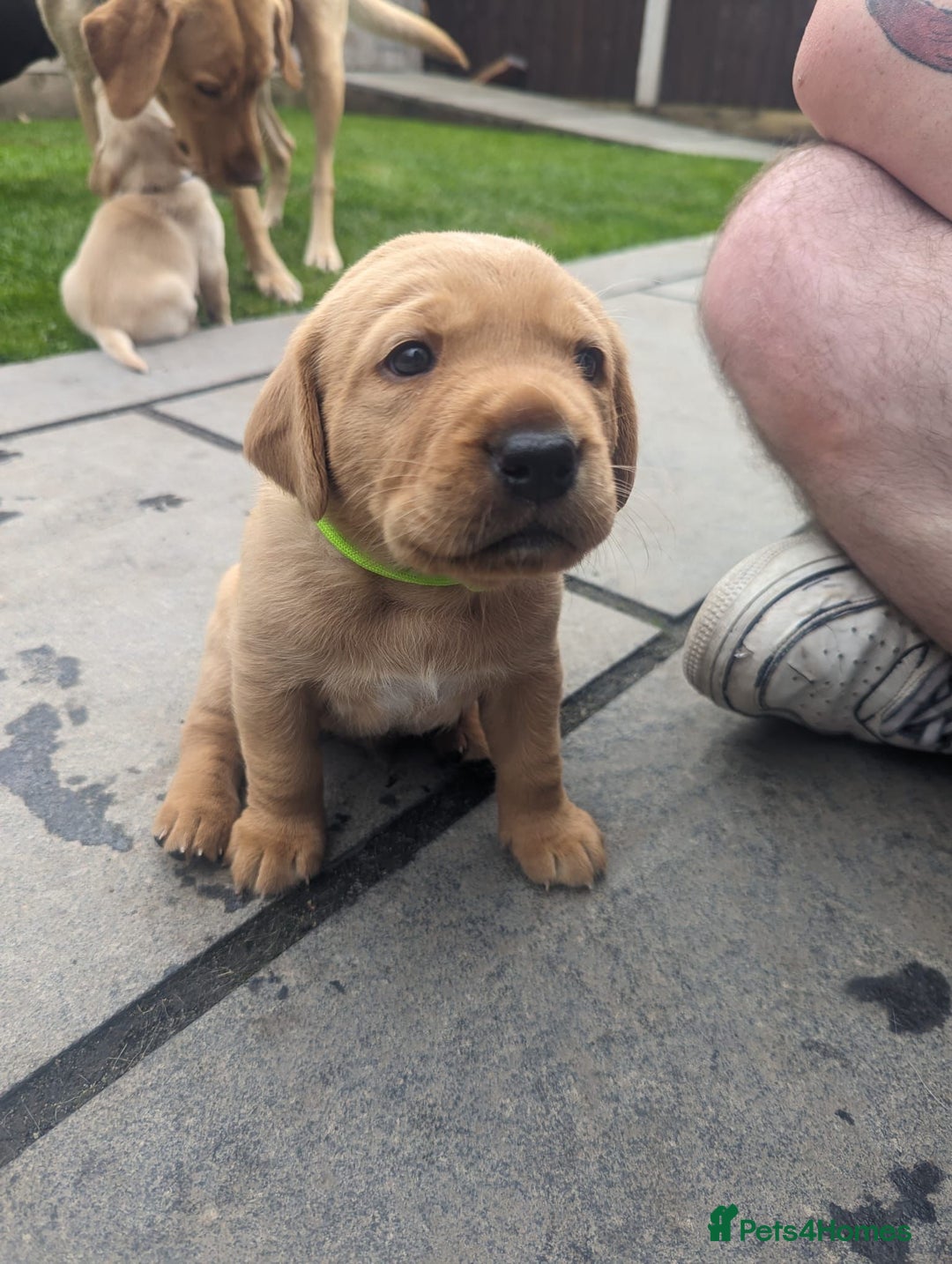 Labrador Retriever dogs for stud: Proven KC Labrador Stud in Stoke-on-Trent - Image 19
