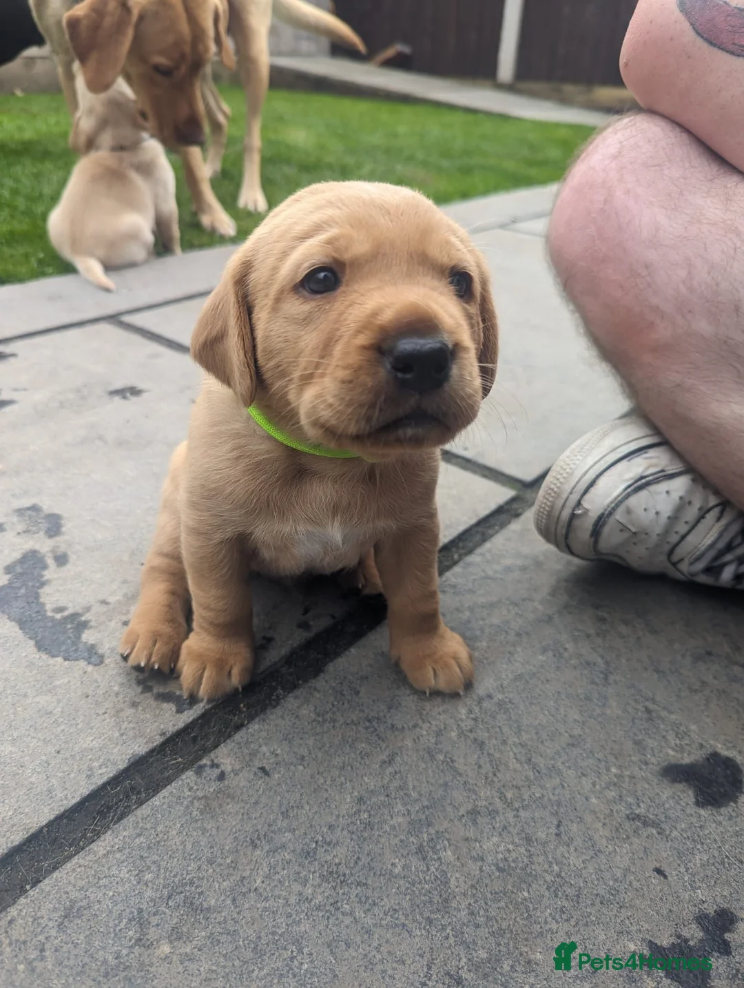 Labrador Retriever dogs for stud: Proven KC Labrador Stud in Stoke-on-Trent - Advert 19