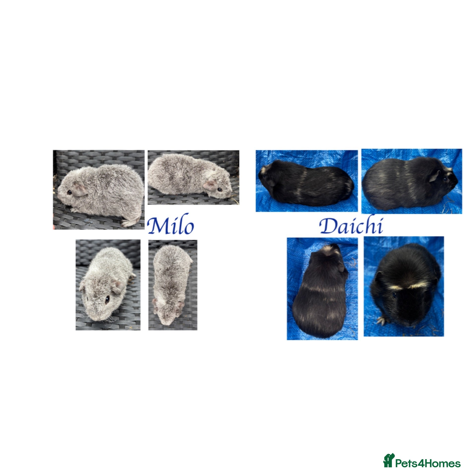 Guinea Pig rodents X2 bonded boys  - Advert 2