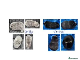 Guinea Pig rodents X2 bonded boys - Advert 16