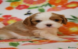 Cavalier King Charles Spaniel dogs for sale: 7 Puppies ready for reservations - Image 16