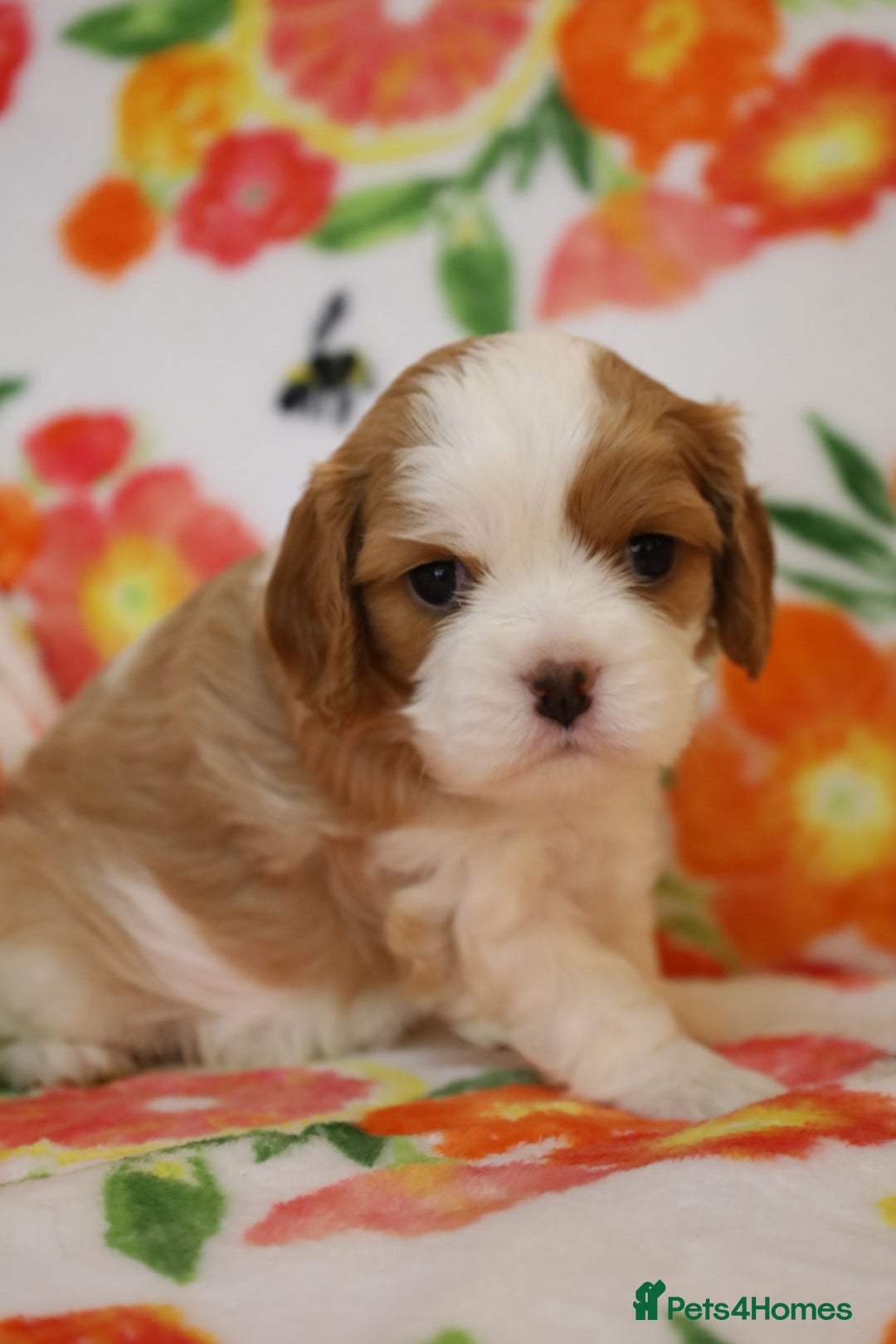 Cavalier King Charles Spaniel dogs for sale: 7 Puppies ready for reservations - Image 16