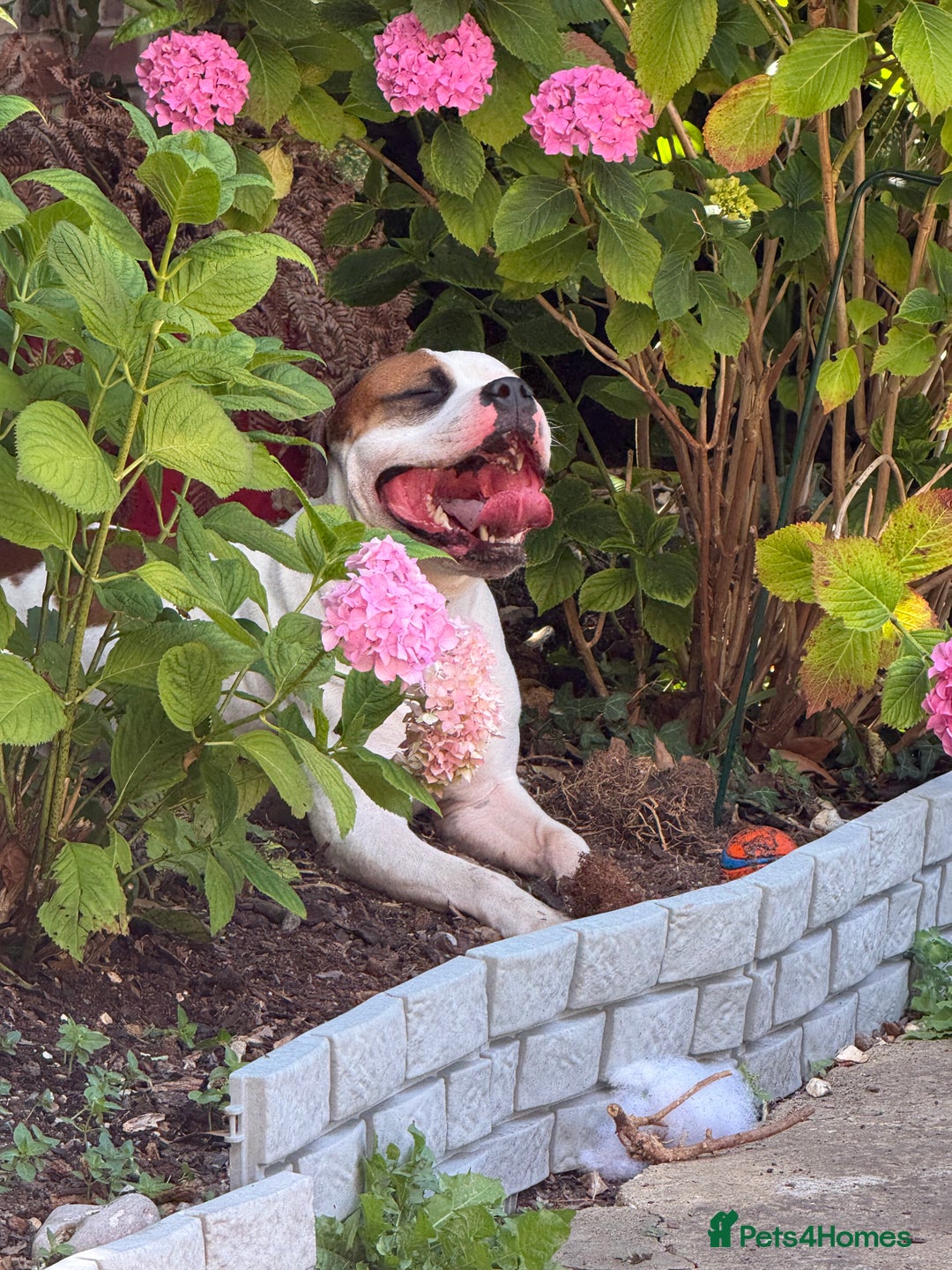 American Bull Staffy dogs for stud: Looking to stud - Image 6