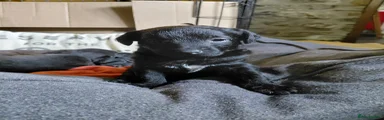 Patterdale Terrier Puppy 4