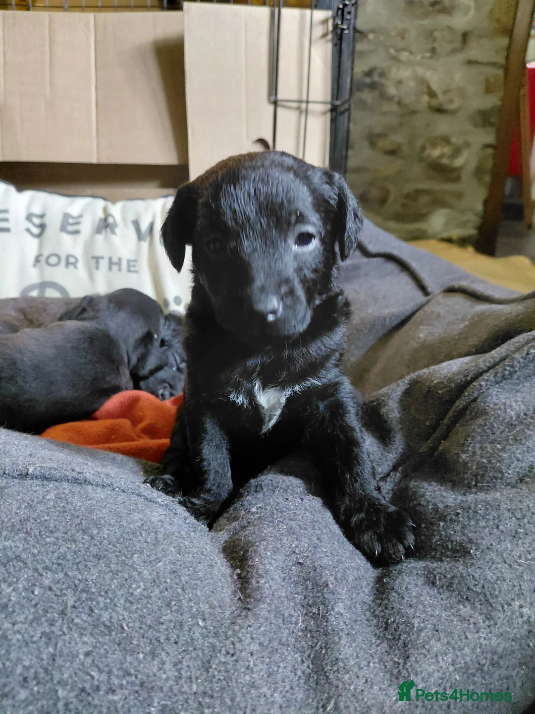 Patterdale Terrier dogs for sale: 4 chocolate/black Patterdale puppies - female - Advert 14