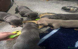Mixed Breed dogs for sale: Unreal Frenchweiner puppy’s 🥹 - Image 3