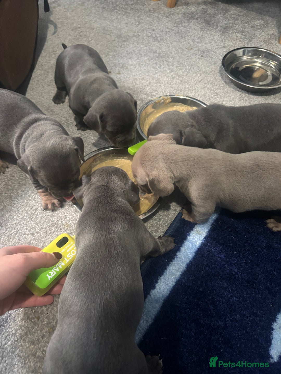 Mixed Breed dogs for sale: Unreal Frenchweiner puppy’s 🥹 - Image 3