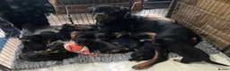 Rottweiler dogs for sale:  kennel club registered Rottweiler pups - Advert 6
