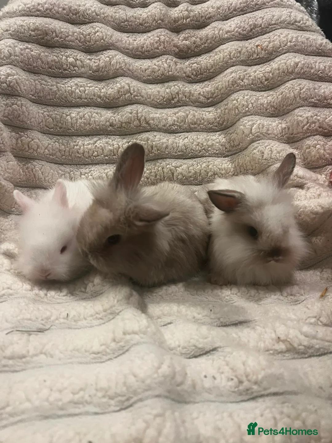 Mixed Breed rabbits for sale: 2x Mini lop cross lion head.  1x white lion head - Advert 4