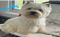 West Highland Terrier dogs for sale: ❤️Adorable Westies for loving homes ❤️ - Image 6
