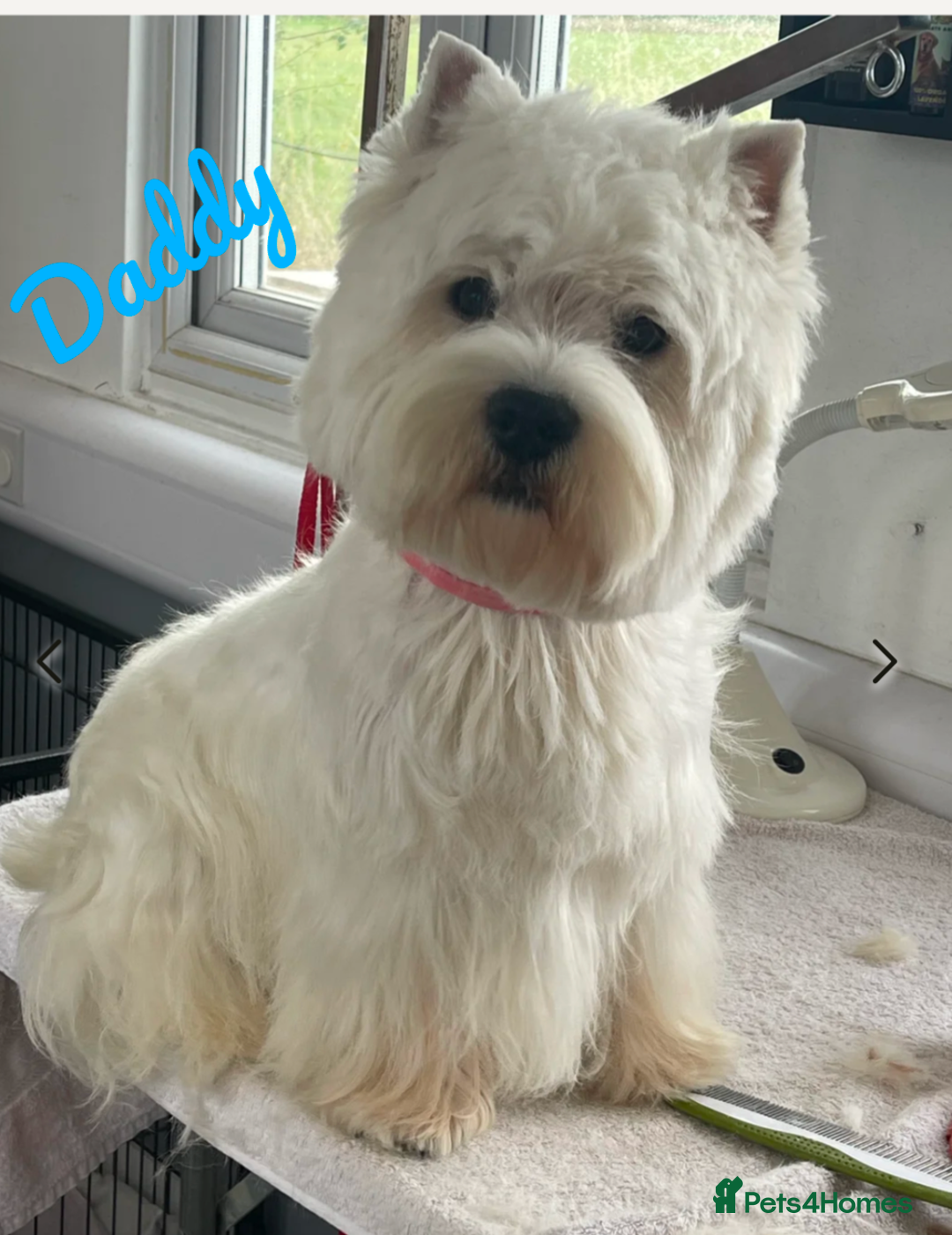 West Highland Terrier dogs for sale: ❤️Adorable Westies for loving homes ❤️ - Image 6