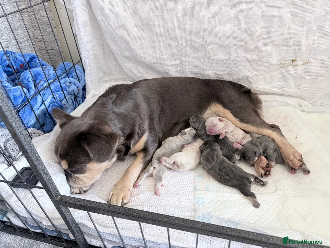 French Bulldog dogs for sale: Amazing quality French bulldog puppies  - Advert 1