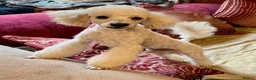 Cavapoo dogs for sale: Stunning F1 Cavapoo  - Advert 6
