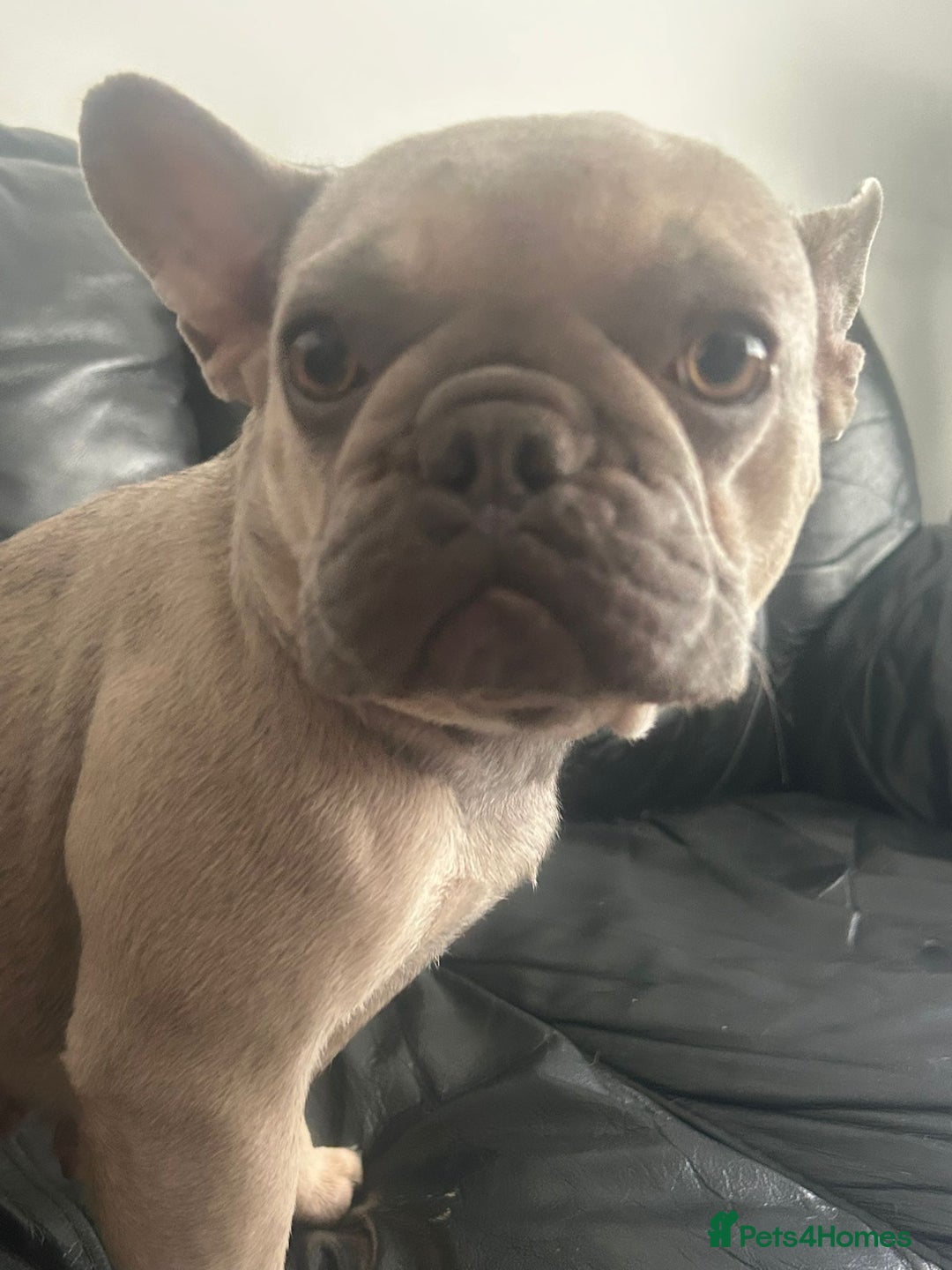 French Bulldog dogs for sale: 2 beautiful French bulldogs  - Image 4