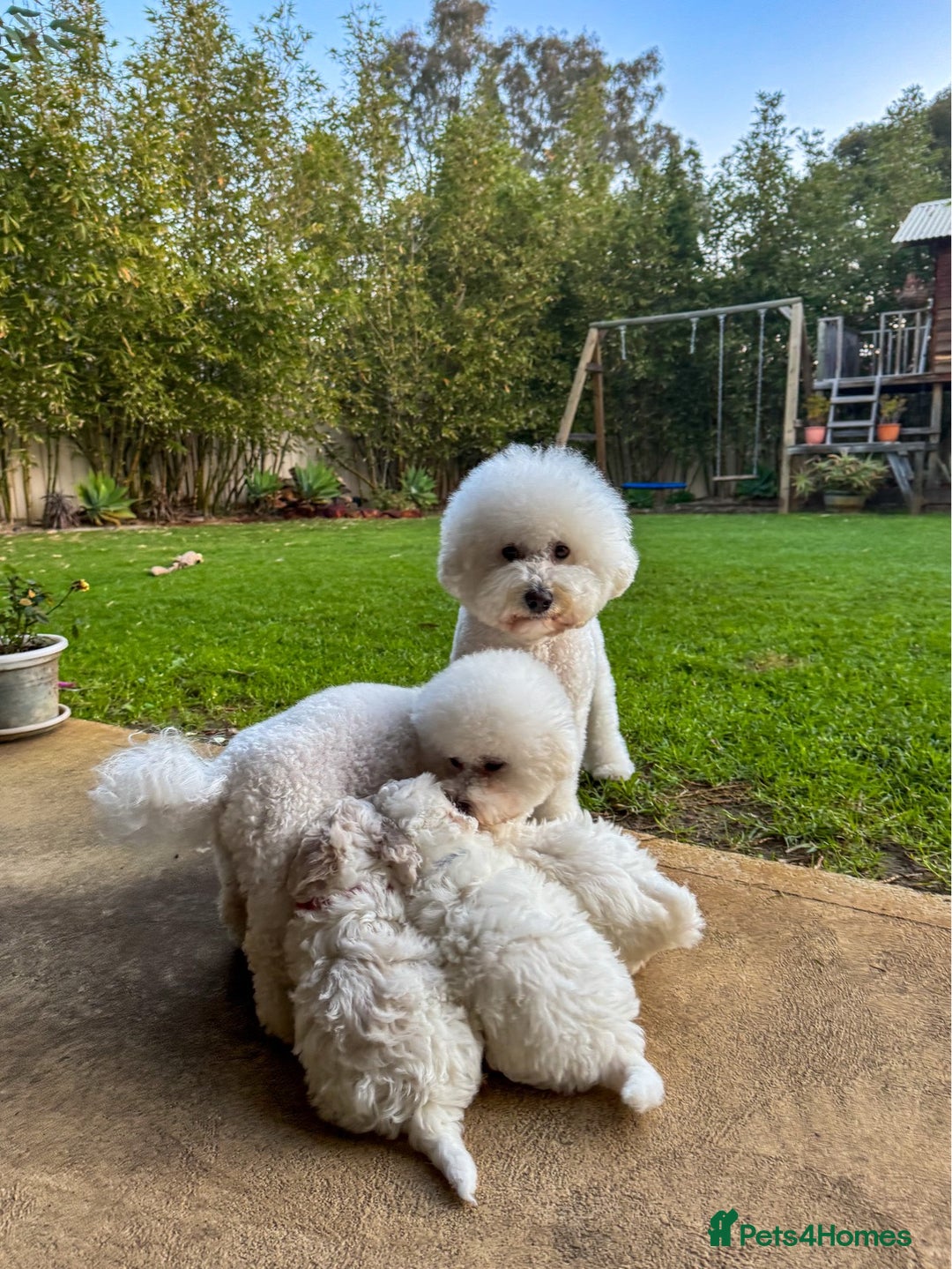 Bichon Frise dogs for sale: Expand-cuddly bichon frise - Image 10