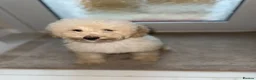 Cavapoo dogs for sale: Cavapoo F1 puppies  - Advert 8