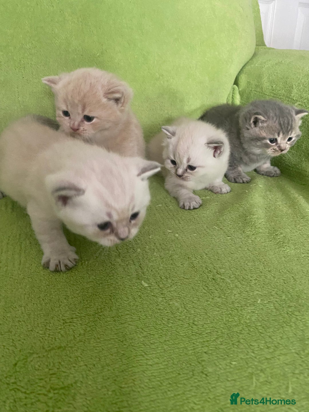 British Shorthair cats for sale: Gorgeous British shorthair kittens - Image 7