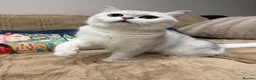 British Shorthair cats for sale: Exceptional Pedigree Silver British shorthairs 🩶 - Advert 12