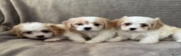 Cavachon dogs for sale: CAVACHON F1 PUPS DNA CLEAR - Advert 9