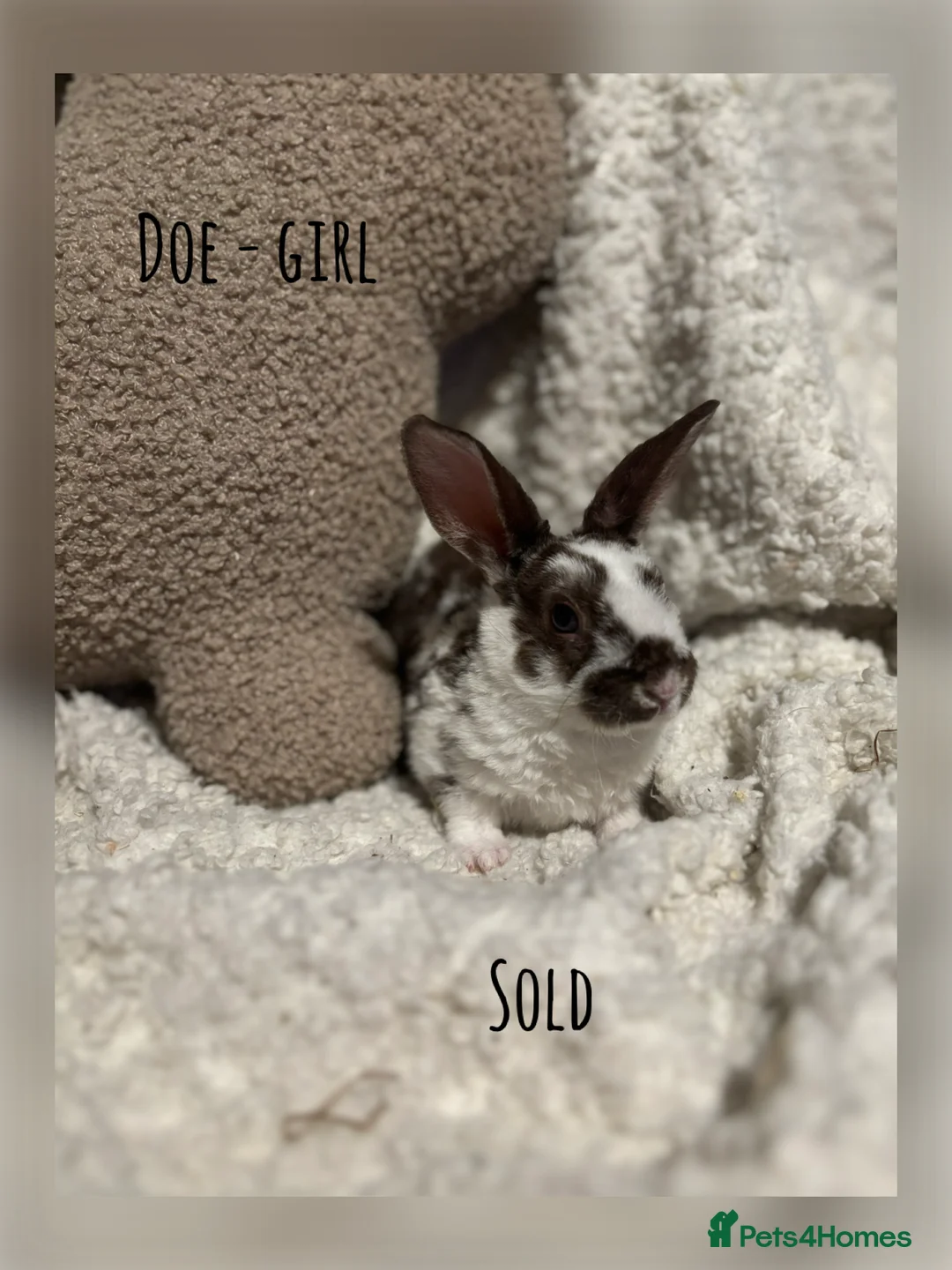 Rex rabbits for sale: ✨Mini Rex babies READY NOW! ✨  - Advert 2